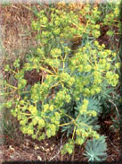 Euphorbia nicaeensis subsp. nicaeensis