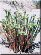 Euphorbia paralias