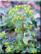 Euphorbia pterococca