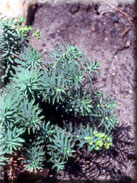 Euphorbia segetalis var. segetalis
