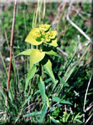 Euphorbia serrata