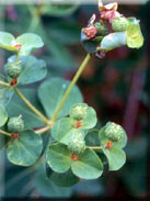 Euphorbia squamigera