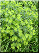 Euphorbia terracina