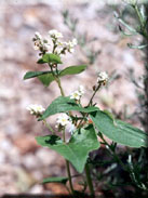 Fagopyrum sculentum