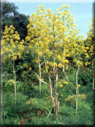 Ferula communis subsp. catalaunica