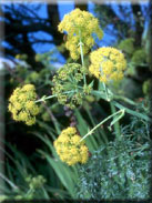 Ferula tingitana