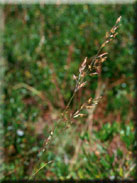 Festuca ampla subsp. ampla