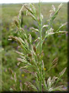 Festuca arundinacea subsp. atlantigena