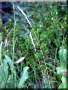 Festuca paniculata subsp. baetica