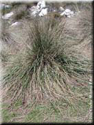 Festuca scariosa