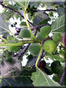 Ficus carica