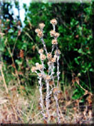 Filago pyramidata