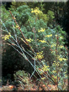 Foeniculum vulgare