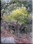 Frangula alnus subsp. baetica