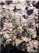 Frankenia pulverulenta