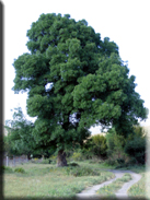 Fraxinus angustifolia subsp. oxycarpa