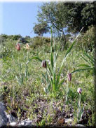 Fritillaria lusitanica