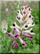 Fumaria officinalis subsp. officinalis