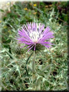 Galactites tomentosa