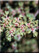 Galenia secunda