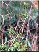 Galium aparine