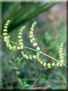 Galium concatenatum