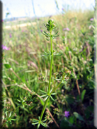 Galium divaricatum