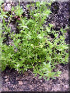 Galium murale