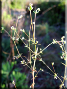 Galium parissiense