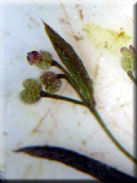 Galium setaceum