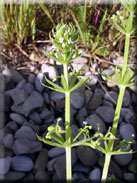 Galium tricornutum