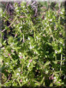 Galium verrucosum