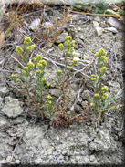 Galium verum