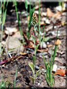 Gamochaeta subfalcata