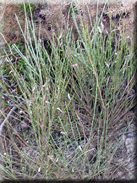 Genista cinerea