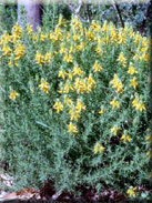 Genista hirsuta  subsp. hirsuta