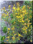 Genista triacanthos