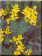 Genista tridens subsp. juniperina