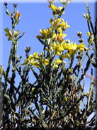 Genista tridentata