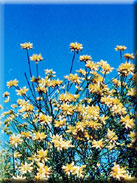 Genista umbellata subsp. equisetiformis