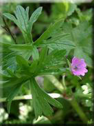 Geranium columbinum