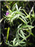 Geranium dissectum