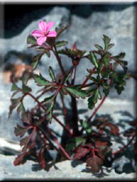 Geranium lucidum