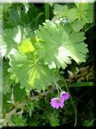 Geranium molle