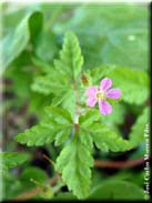 Geranium purpureum