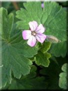 Geranium rotundifolium