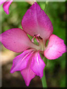 Gladiolus communis subsp. byzantinus