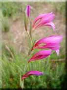 Gladiolus illyricus