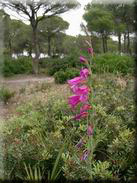 Gladiolus italicus