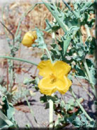 Glaucium flavum